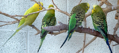 lovebirdsss.jpg
